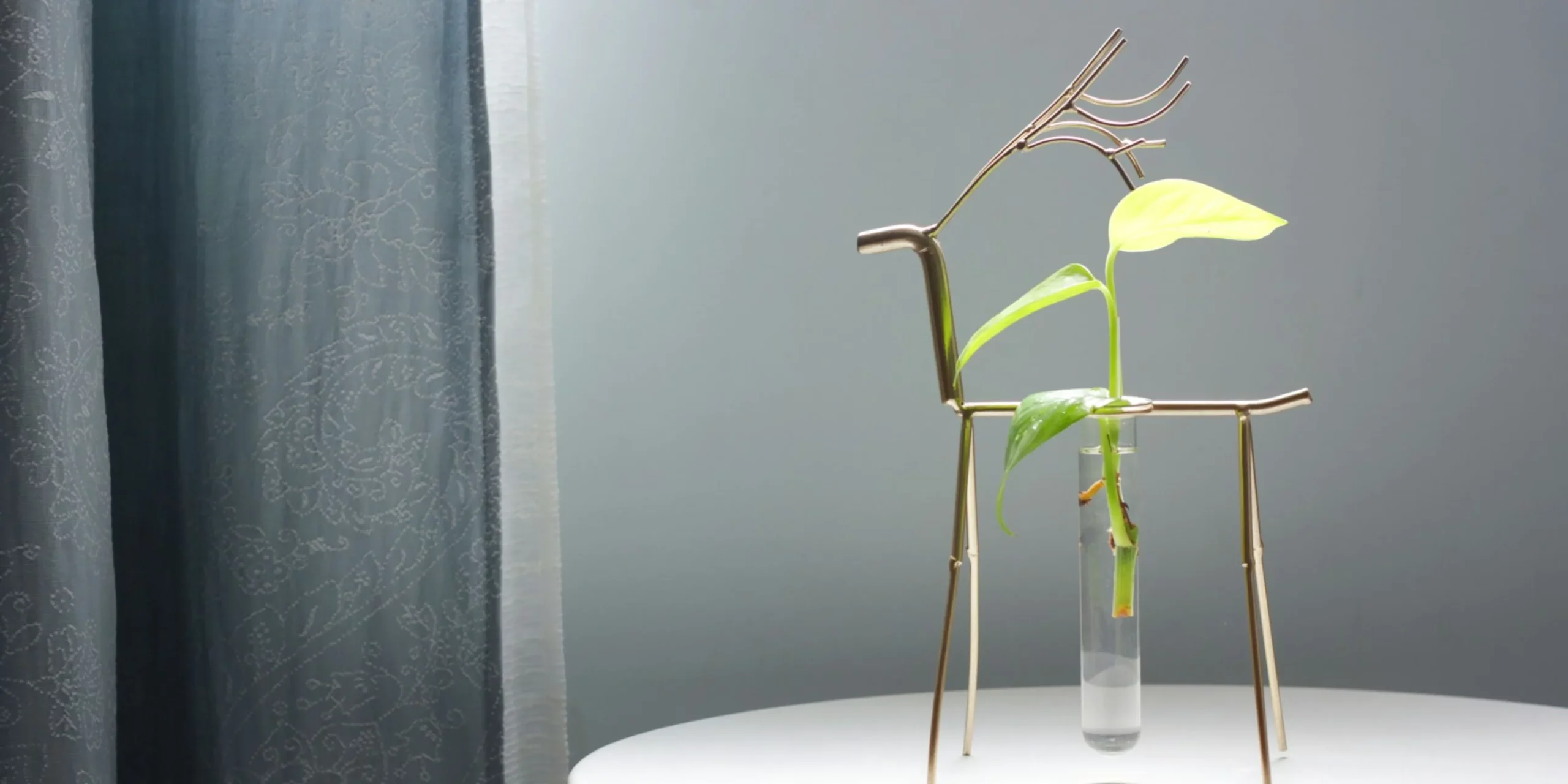Photo of a growing plant