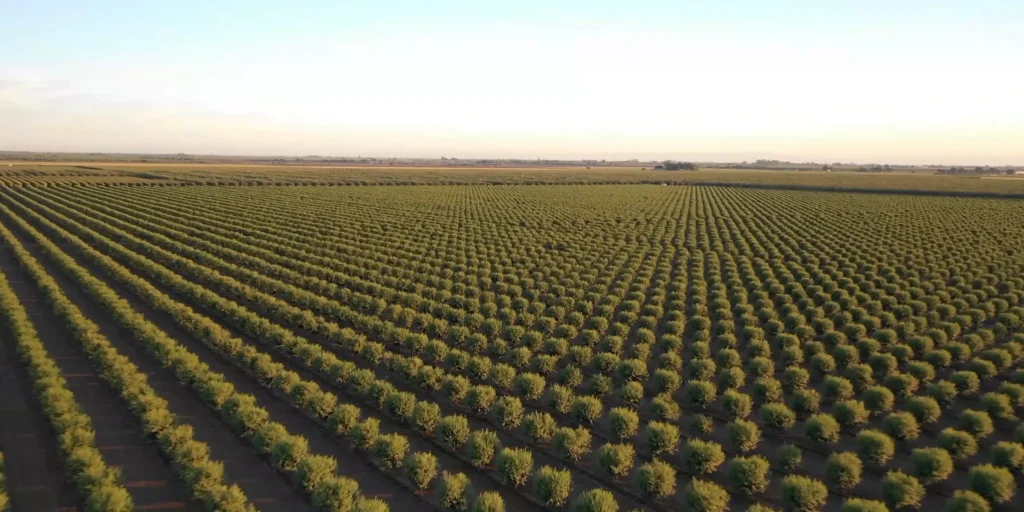view of the tree field from above