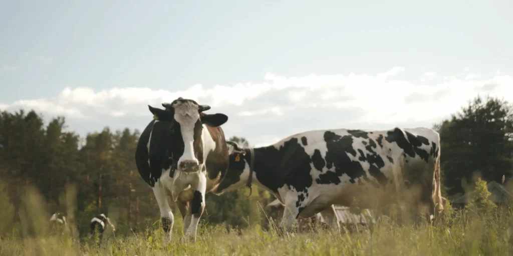 cows in the field