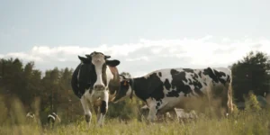 cows in the field